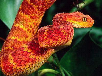 Western bush viper (Atheris chlorechis) close-up, captive (native to  Western Africa) Stock Photo