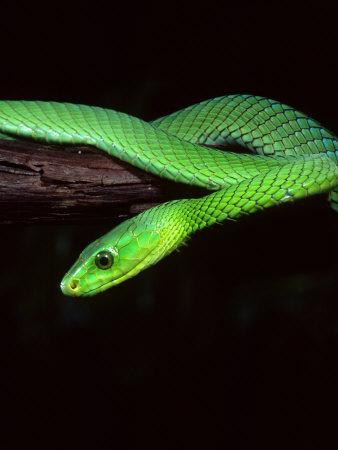 Snakes - Green Bush Viper (Atheris Chlorechis) © David