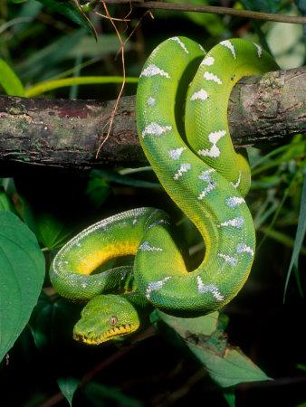 Atheris Chlorechis (Bush Viper)' Photographic Print - Paul Starosta