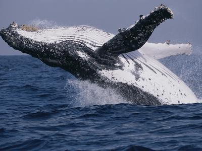 Humpback Whales Posters & Wall Art Prints