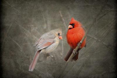 Cardinal Poster Print - Bed Bath & Beyond - 21000451