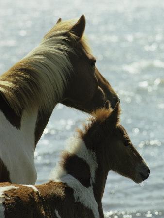 Asian Girl with Horse Poster 24/"x 16/" HD