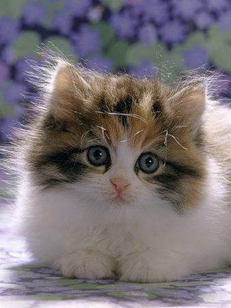 Affordable Kitten Photography Posters For Sale At Allposters Com