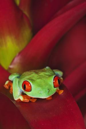 Poster 24/" x 36/" Beautiful Tree Frog