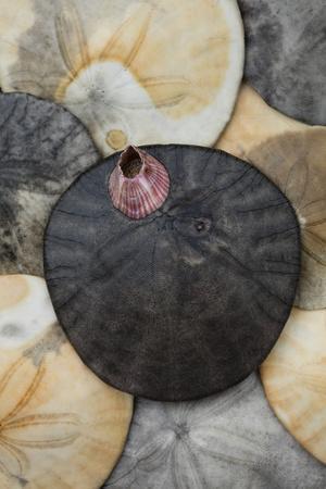 Science Photo Library Poster: Selection Of Sea Shells At Posterloun
