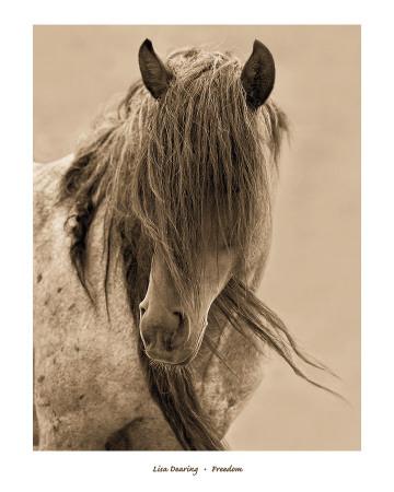 Reneades By Lisa Dearing Horses Western Print 36x17