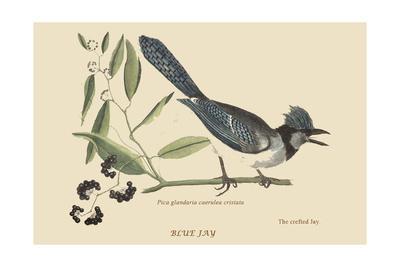Mark Catesby Posters Prints Paintings Wall Art Allposters Com