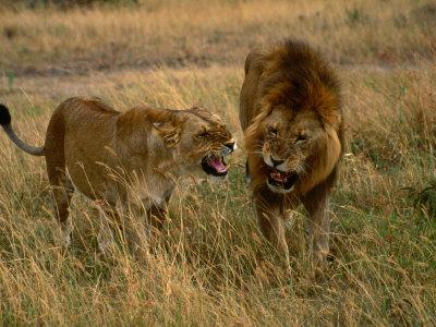 Masai Mara Game Reserve at Sunset Kenya Safari Giclee Canvas Picture Wall Art
