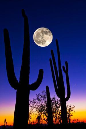 Poster Jardim De Cactus Caquetado Em Pote