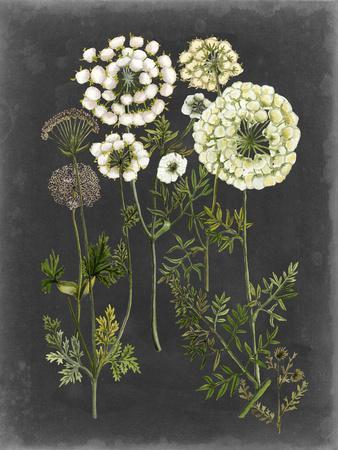 Vintage Botanical & Illustration Posters & Wall Art Prints | AllPosters.com