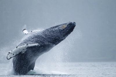 Humpback Whales Posters & Wall Art Prints