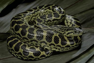 African Bush Viper (Atheris Squamigera) Captive, From Africa' Photographic  Print - Michael D. Kern