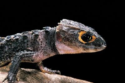 African Bush Viper (Atheris Squamigera) Captive, From Africa' Photographic  Print - Michael D. Kern