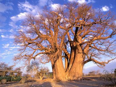 Poster Big Baoba Tree In Savanna Wall Art Art//Canvas Print Home Decor
