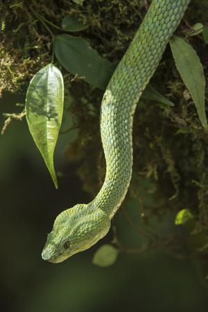 African Bush Viper Trio, Atheris squamiger available as Framed