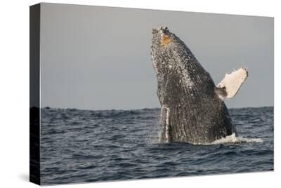 Art /& Loft Nantucket Whales Stretched Canvas Print
