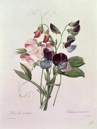 Pierre-Joseph Redouté Posters & Wall Art Prints | AllPosters.com