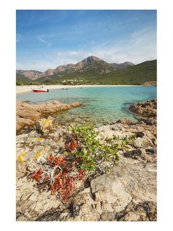 chat corse du sud