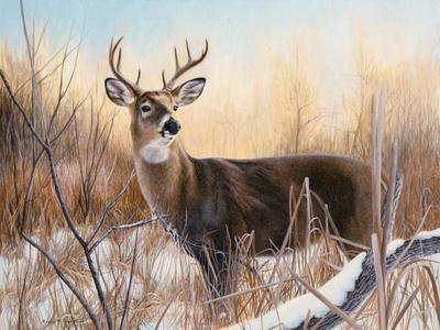 White-Tailed Deer Buck Poster, Animal Posters