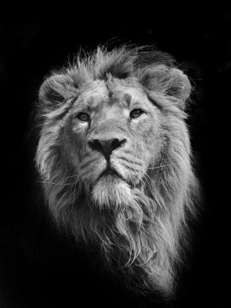 Lion posters for sale at allposters com Lion posters for sale at allposters com