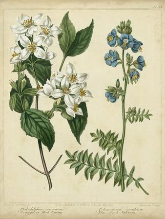 Prints Vintage Art Wall Illustration Botanical Posters & &