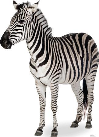 Animal (Cardboard Cutouts) Posters & Wall Art Prints Animal (Cardboard Cutouts) Posters & Wall Art Prints