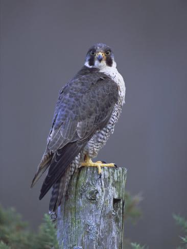 david-tipling-peregrine-falcon-falco-per