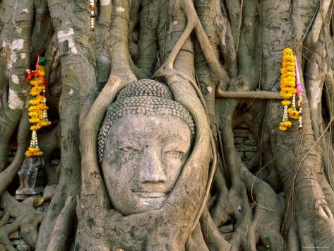 steve-vidler-wat-mahathat-buddha-head-ayutthaya-thailand.jpg