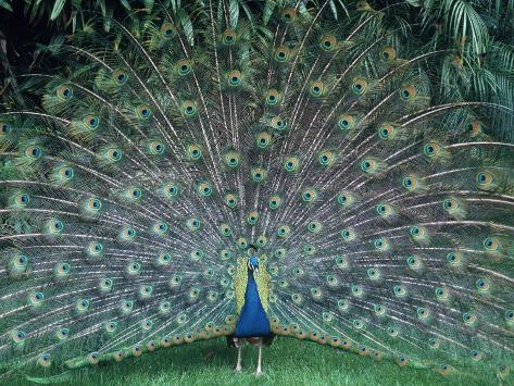 Peacock with its Tail Fanned Out Photographic Print