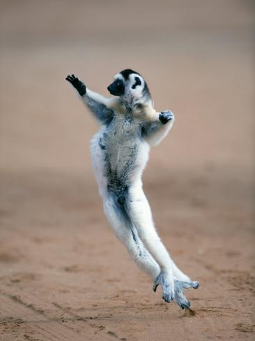 [Image: verreaux-s-sifaka-dancing-in-a-field-ber...gascar.jpg]