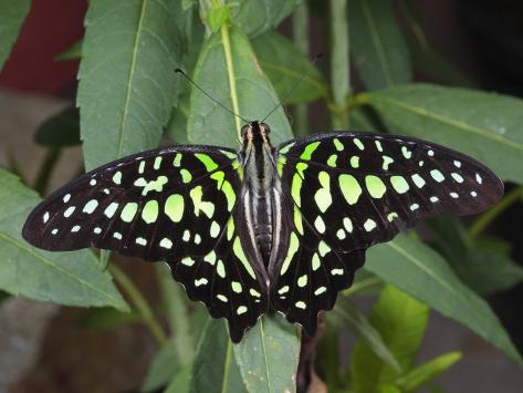 george-grall-tailed-jay-butterfly-is-found-in-india-sri-lanka-china-to-australia.jpg