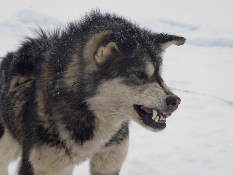 louise-murray-husky-snarling-qaanaaq-gre