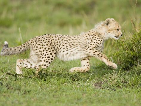 https://imgc.allpostersimages.com/images/P-473-488-90/64/6466/KNNH100Z/posters/joe-mcdonald-cheetah-cub-running-east-africa.jpg
