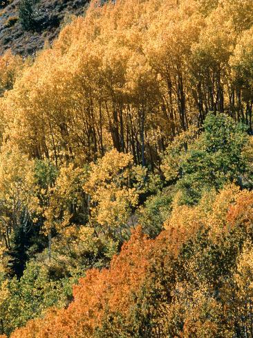 Brad ford pare trees #3