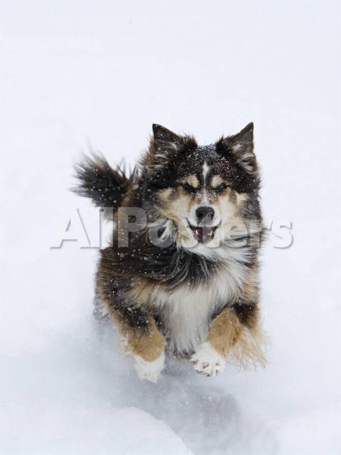 Female Red Tricolor Australian Shepherd Dog Running In Snow Longmont Colorado Usa Photographic Print Carol Walker Allposters Com