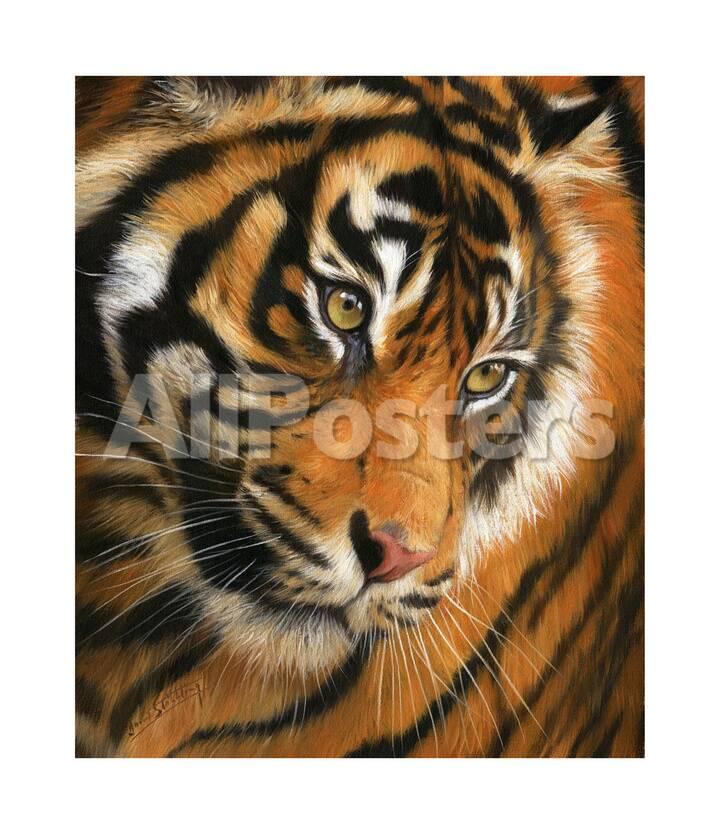 Tiger Face Portrait Giclee Print David Stribbling Allposters Com