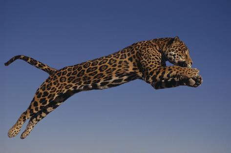 https://imgc.allpostersimages.com/img/Mounting/posters/dlillc-jaguar-jumping-through-sky_a-G-13446846-14258385.jpg