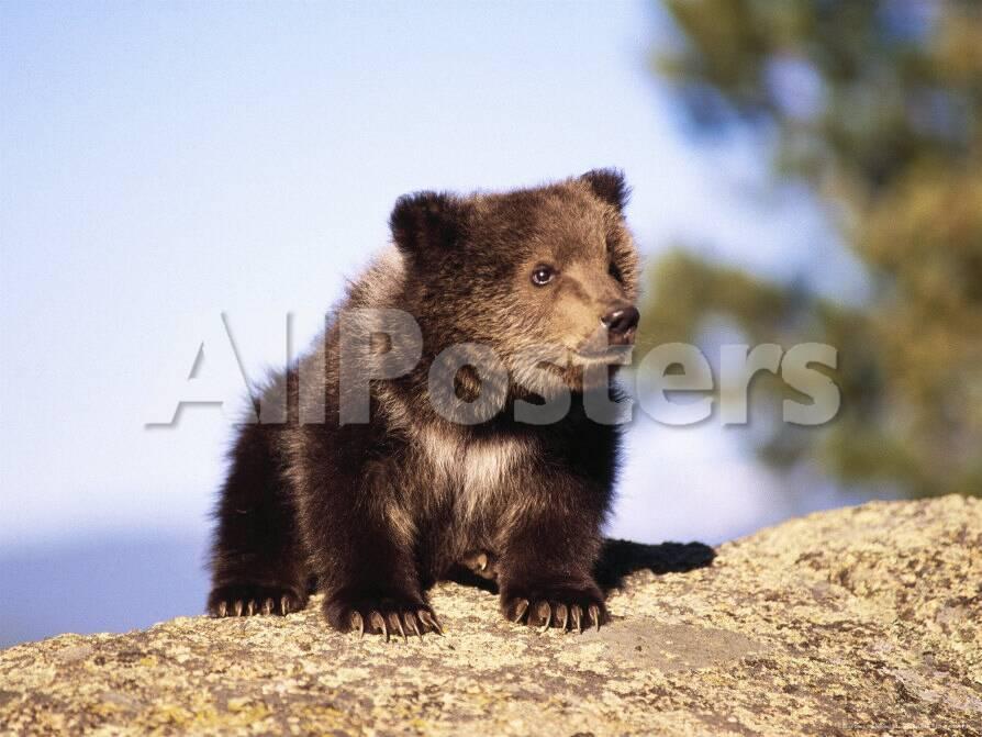Brown Bear Cub Sitting On Rock Photographic Print Elizabeth Delaney Allposters Com Brown Bear Cub Sitting On Rock Photographic Print Elizabeth Delaney Allposters Com