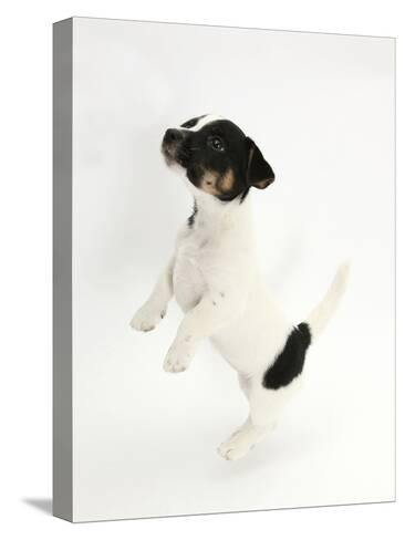 jack russell jumping