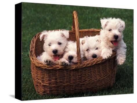 WESTIE TERRIER WITH A BASKET OF FLOWERS DOG PRINT MOUNTED READY TO FRAME