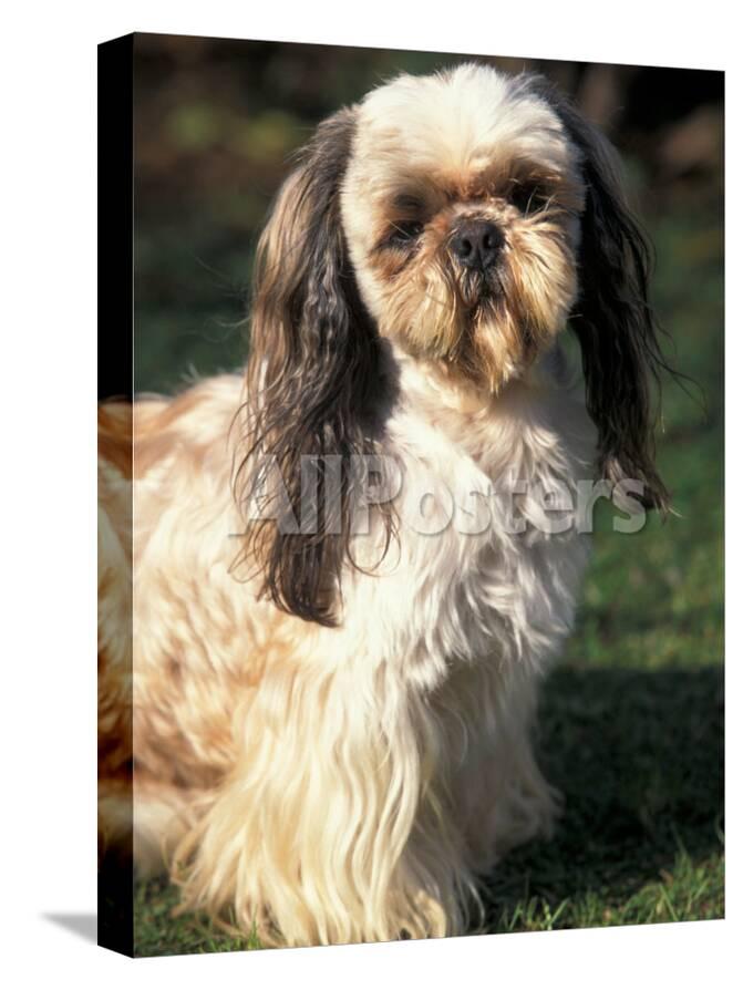 Shih Tzu With Facial Hair Cut Short Photographic Print By Adriano