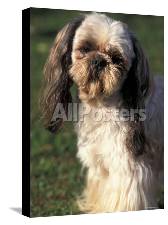 Shih Tzu With Facial Hair Cut Short Photographic Print By Adriano