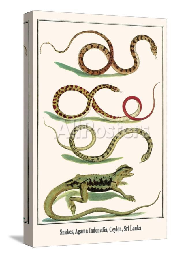 Snakes Agama Indonedia Ceylon Sri Lanka Posters Albertus Seba Allposters Com