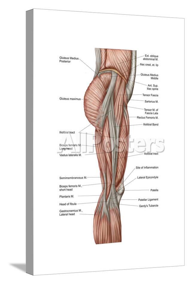 Anatomy Of Human Thigh Muscles Anterior View Prints Allposters Com