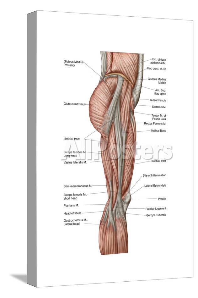 Anatomy Of Human Thigh Muscles Anterior View Prints Allposters Com