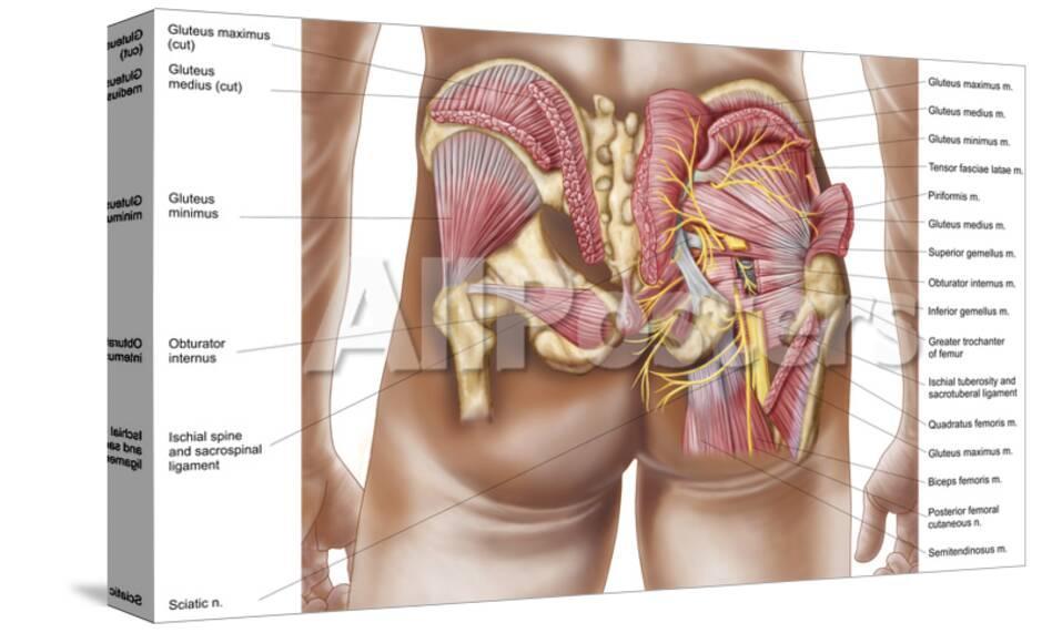 anatomy of the gluteal muscles in the human buttocks prints at