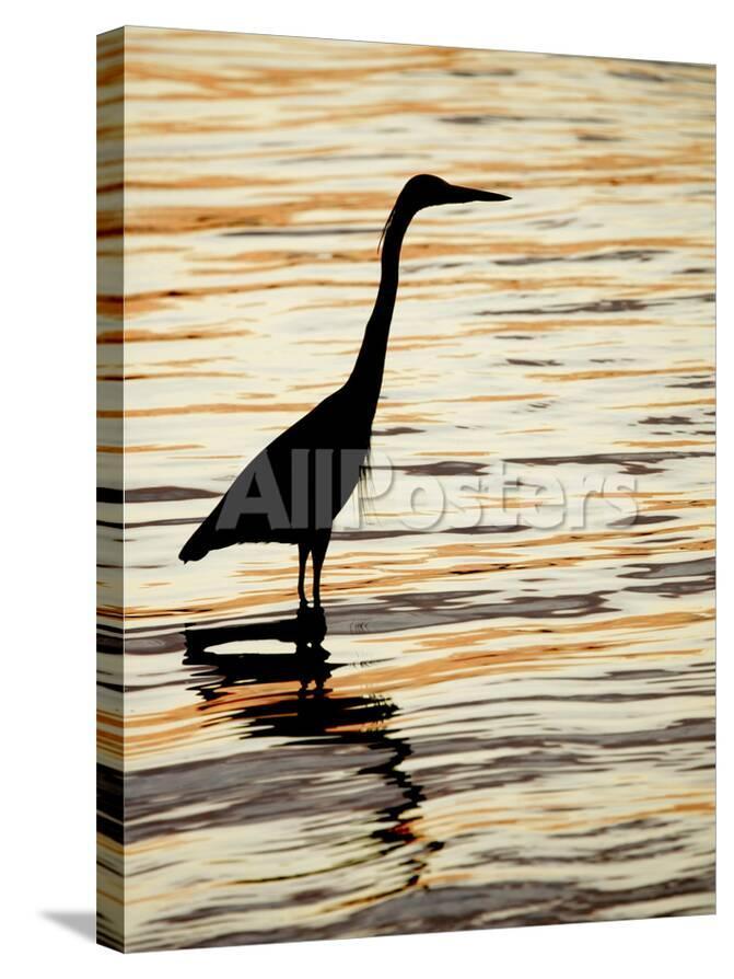 silhouette of great blue heron in water at sunset sanibel fishing