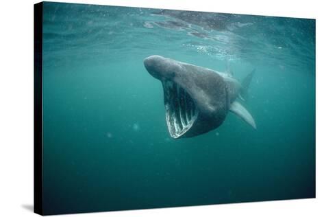 Basking Shark Filter Feeding Photographic Print At Allposters Com