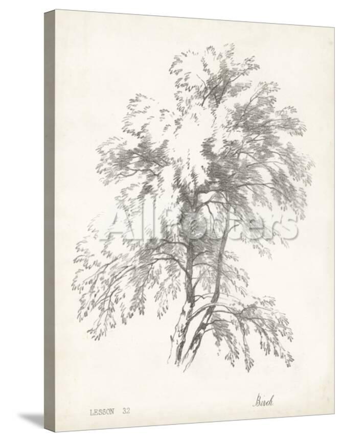 40+ Best Collections Botanical Birch Tree Drawing | The Teddy Theory