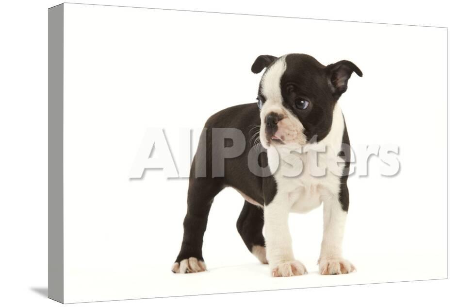 boston terrier puppy in